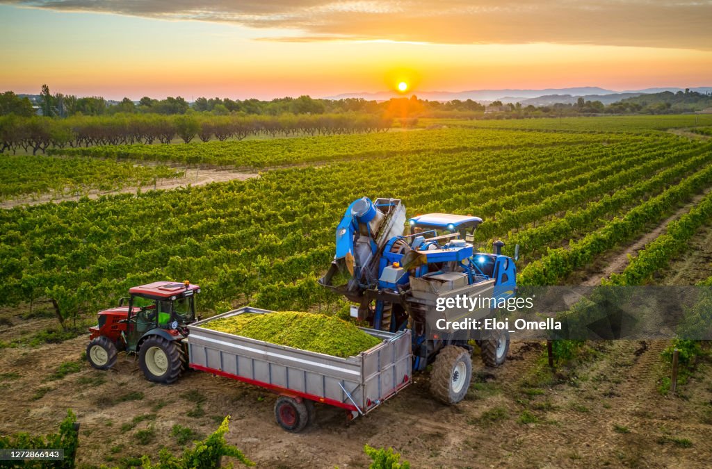 Diesel grape harvester and tractor working a vineyard at sunrise